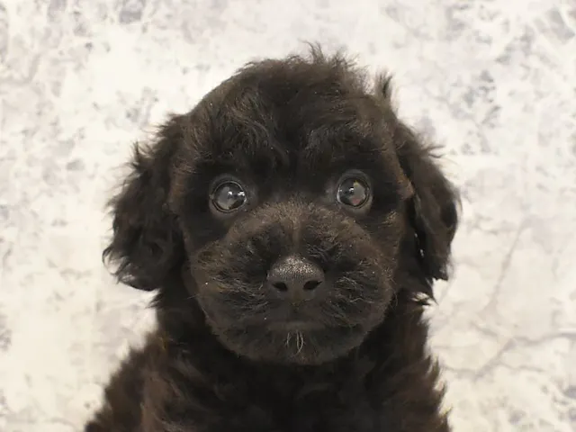 千葉県のトイプードル(トイ) (ペッツワン幕張店/2025年3月26日生まれ/男の子/ブラック)の子犬